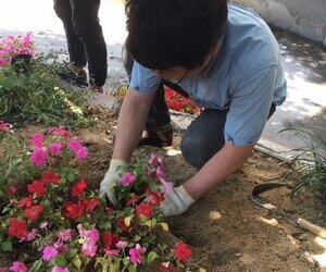 마을 화단 꽃 심기