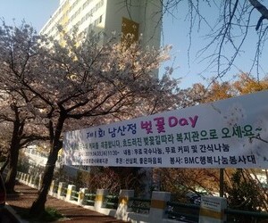 남산정 벚꽃데이 행