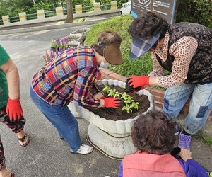 24605 여름초화